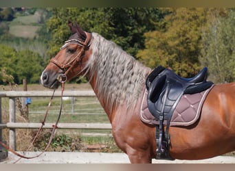 PRE Croisé, Étalon, 9 Ans, 163 cm, Palomino