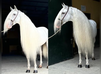 PRE Croisé, Étalon, 9 Ans, 165 cm, Blanc