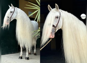 PRE Croisé, Étalon, 9 Ans, 165 cm, Blanc