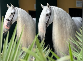 PRE Croisé, Étalon, 9 Ans, 165 cm, Blanc