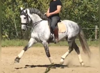 PRE Croisé, Étalon, 9 Ans, 165 cm, Gris