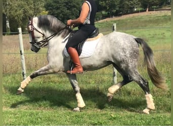 PRE Croisé, Étalon, 9 Ans, 165 cm, Gris