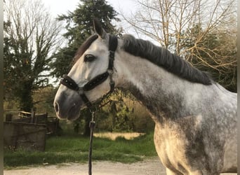 PRE Croisé, Étalon, 9 Ans, 165 cm, Gris