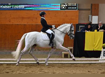 PRE Croisé, Étalon, 9 Ans, 165 cm, Gris