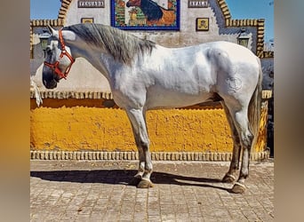 PRE, Étalon, 9 Ans, 166 cm, Gris pommelé