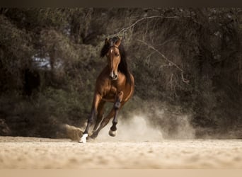 PRE Croisé, Étalon, 9 Ans, 168 cm, Bai