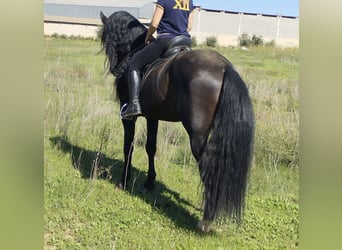 PRE Croisé, Étalon, 9 Ans, 168 cm, Noir