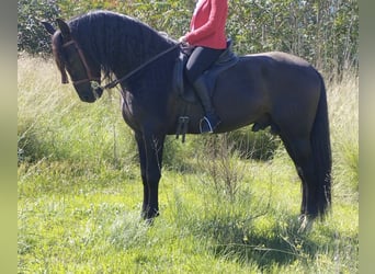 PRE Croisé, Étalon, 9 Ans, 168 cm, Noir