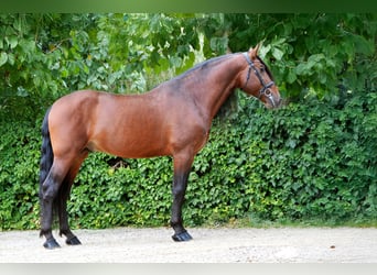 PRE, Étalon, 9 Ans, 169 cm, Bai cerise