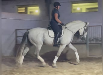 PRE Croisé, Étalon, 9 Ans, 169 cm, Gris