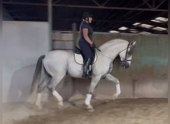 PRE Croisé, Étalon, 9 Ans, 169 cm, Gris