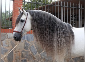 PRE Croisé, Étalon, 9 Ans, 169 cm, Gris