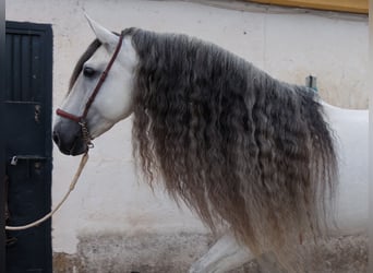 PRE Croisé, Étalon, 9 Ans, 169 cm, Gris