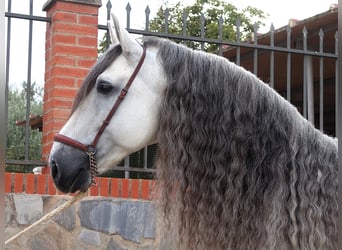 PRE Croisé, Étalon, 9 Ans, 169 cm, Gris