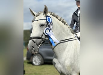 PRE, Étalon, 9 Ans, 169 cm, Gris pommelé