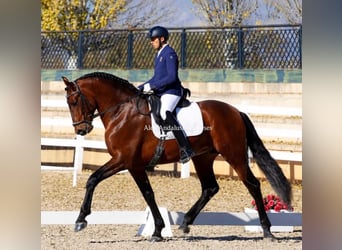 PRE Croisé, Étalon, 9 Ans, 170 cm, Bai