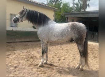 PRE Croisé, Étalon, 9 Ans, 171 cm, Gris