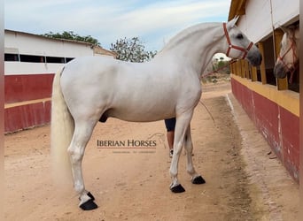 PRE Croisé, Étalon, 9 Ans, 171 cm, Gris