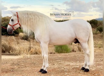 PRE Croisé, Étalon, 9 Ans, 171 cm, Gris