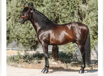 PRE Croisé, Étalon, 9 Ans, 173 cm, Bai