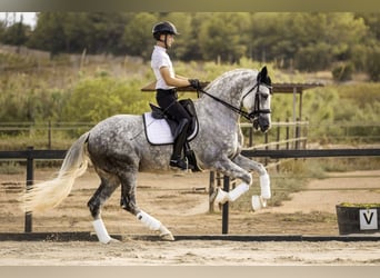 PRE, Étalon, 9 Ans, 173 cm, Gris pommelé