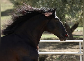 PRE Croisé, Étalon, 9 Ans, 177 cm, Noir