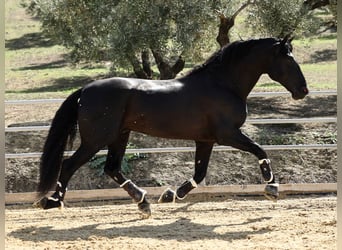 PRE Croisé, Étalon, 9 Ans, 177 cm, Noir