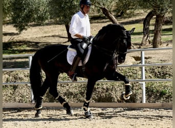 PRE Croisé, Étalon, 9 Ans, 177 cm, Noir