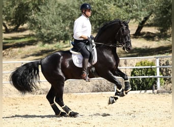 PRE Croisé, Étalon, 9 Ans, 177 cm, Noir