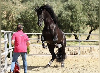 PRE Croisé, Étalon, 9 Ans, 177 cm, Noir