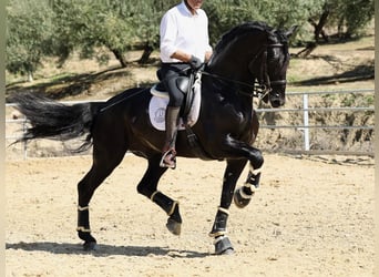 PRE Croisé, Étalon, 9 Ans, 177 cm, Noir