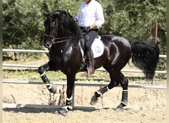 PRE Croisé, Étalon, 9 Ans, 177 cm, Noir