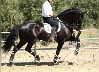 PRE Croisé, Étalon, 9 Ans, 177 cm, Noir