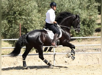 PRE Croisé, Étalon, 9 Ans, 177 cm, Noir