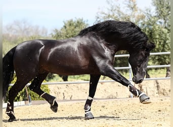 PRE Croisé, Étalon, 9 Ans, 177 cm, Noir