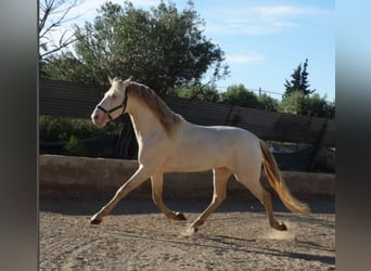 PRE Croisé, Étalon, 9 Ans, Perlino