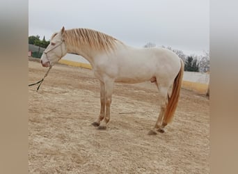 PRE Croisé, Étalon, 9 Ans, Perlino