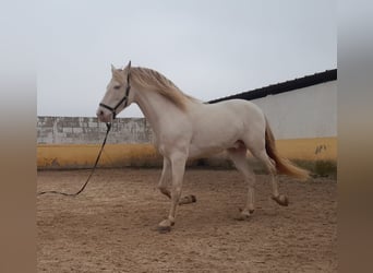 PRE Croisé, Étalon, 9 Ans, Perlino