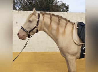 PRE Croisé, Étalon, 9 Ans, Perlino