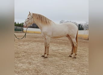 PRE Croisé, Étalon, 9 Ans, Perlino