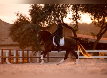 PRE, Étalon, 10 Ans, 178 cm, Alezan brûlé