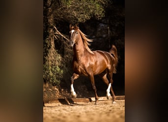 PRE, Étalon, 10 Ans, 178 cm, Alezan brûlé