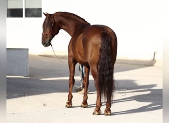 PRE, Étalon, 15 Ans, 167 cm, Alezan