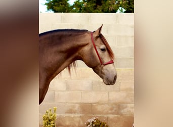 PRE, Étalon, 5 Ans, 172 cm, Buckskin