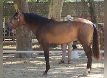 PRE, Étalon, 4 Ans, 172 cm, Buckskin