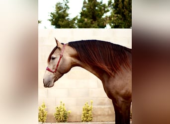 PRE, Étalon, 5 Ans, 172 cm, Buckskin