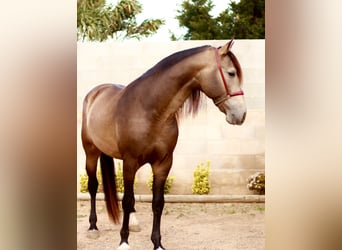 PRE, Étalon, 5 Ans, 172 cm, Buckskin