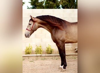 PRE, Étalon, 5 Ans, 172 cm, Buckskin