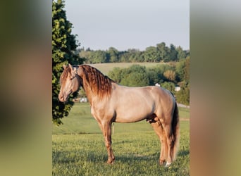 PRE, Étalon, 6 Ans, 164 cm, Champagne