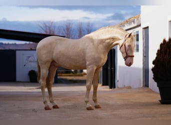PRE, Étalon, 3 Ans, 170 cm, Cremello